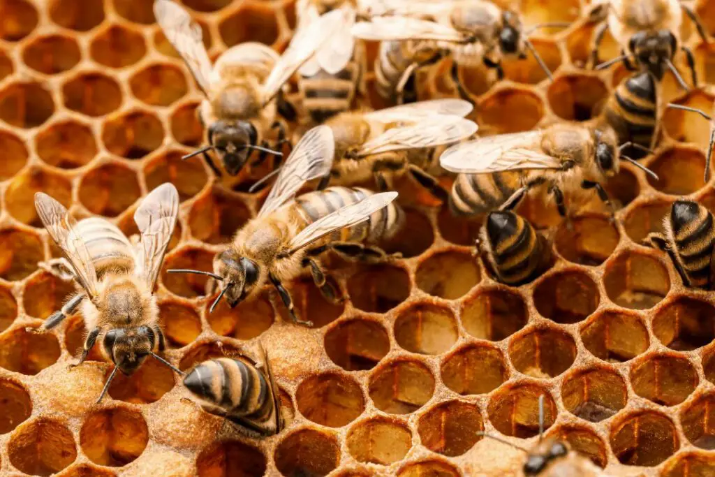 Abejas domésticas cuidando el panal dentro de la colmena.