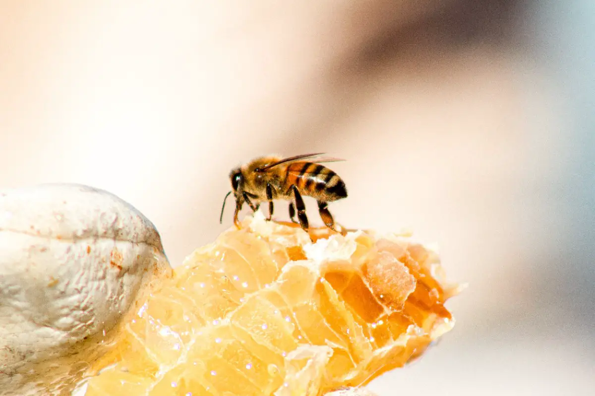¿Cómo Hacen Las Abejas La Miel? De La Flor Al Frasco ¿cómo Hacen Las Abejas La Miel? De La Flor Al