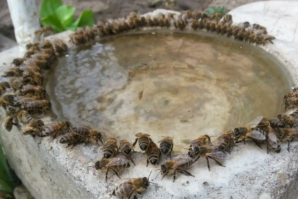 Cientos de abejas se alinean en un baño para pájaros para beber el agua sucia que hay dentro.