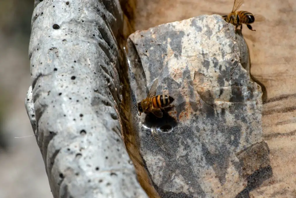 abejas bebiendo de una estación de riego para abejas