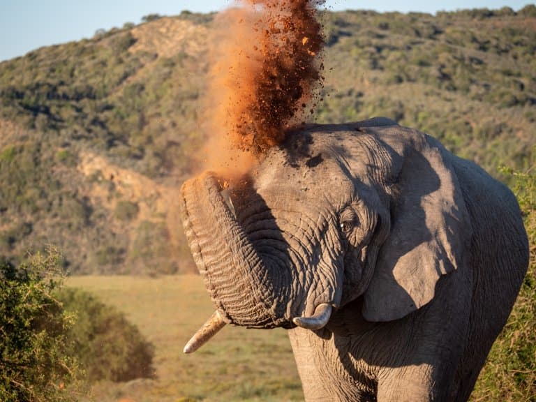 Trompa de elefante africano de Bush