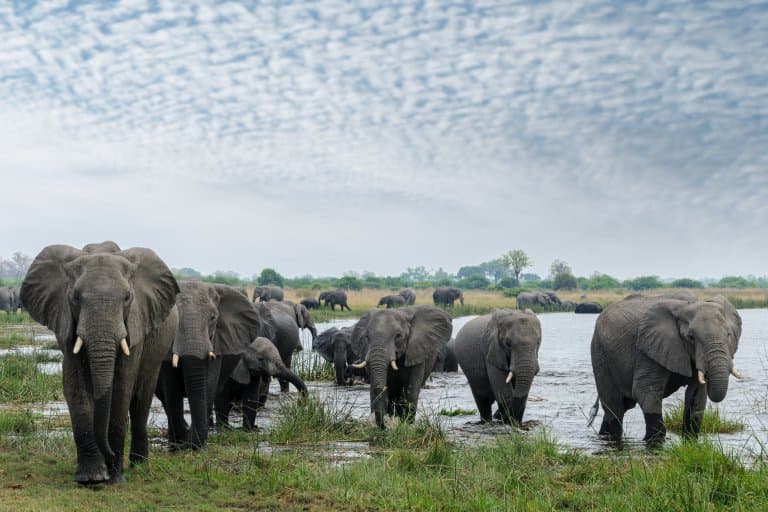 Elefantes africanos de sabana