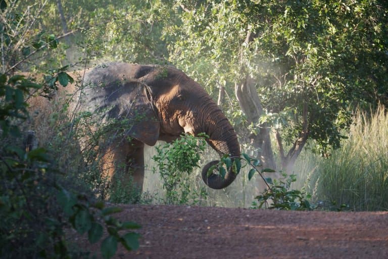Elefante africano del bosque comiendo