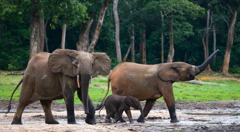 Manada de elefantes del bosque africano