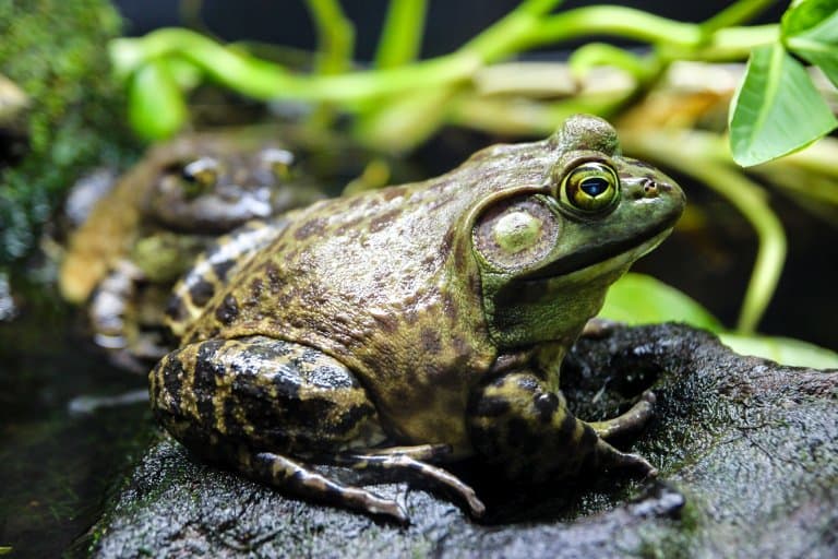 rana toro americana 