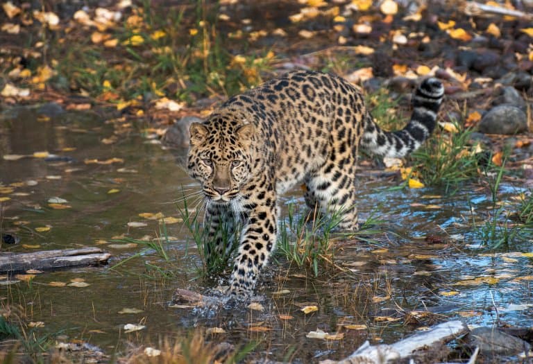 Leopardo de Amur en un arroyo