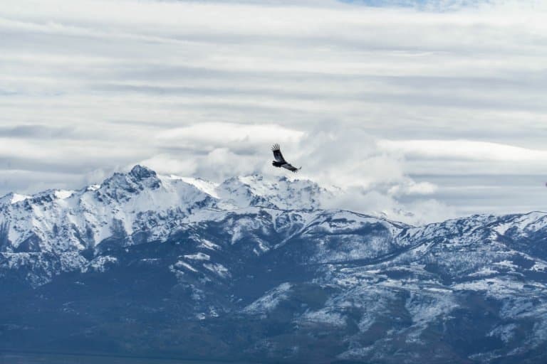 Montañas nevadas del cóndor andino