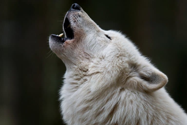 Lobo ártico aullando