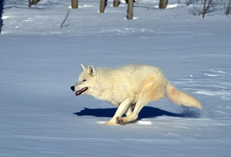 Lobo ártico corriendo