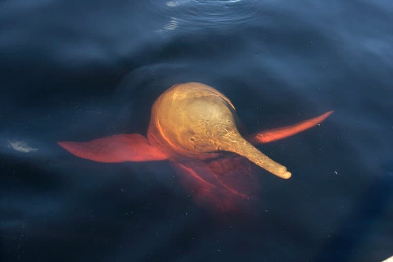 Delfín rosado de río bajo el agua