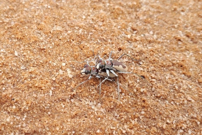 Escarabajos tigre australianos