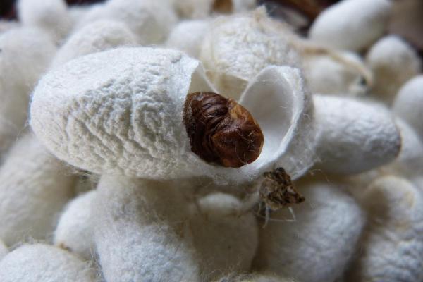 Etapas del ciclo de vida del gusano de seda: metamorfosis de las pupas del gusano de seda