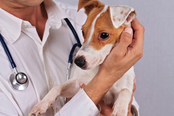 Melanoma en Perros - Pronóstico del melanoma en perros