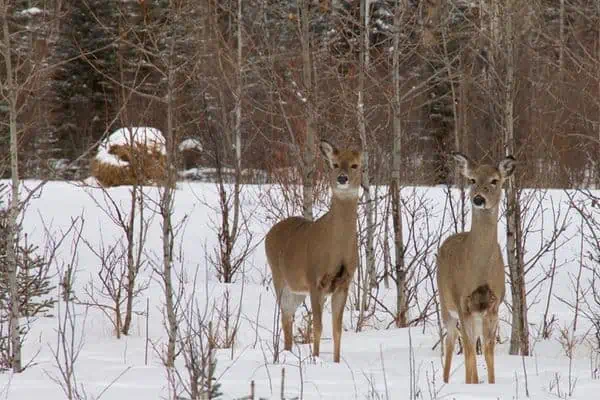 Venado de cola blanca en bosques nevados