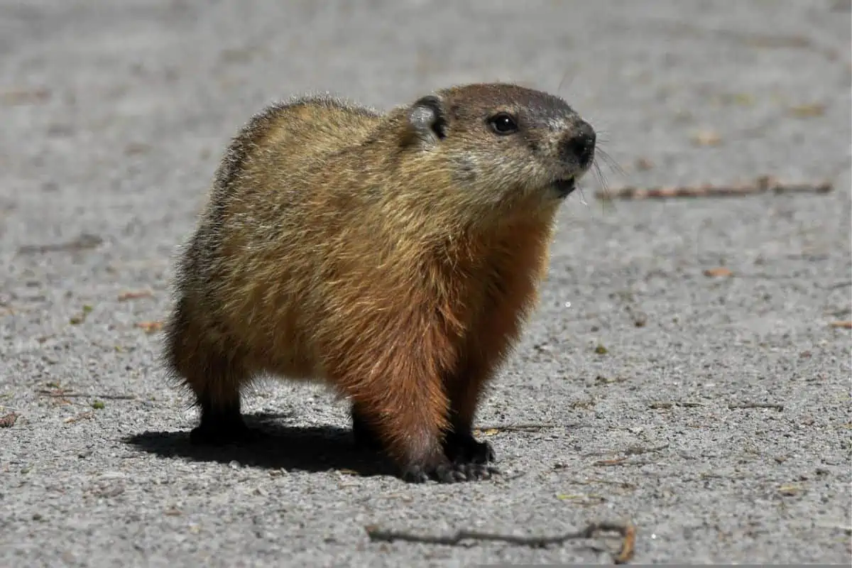 Marmota de pie