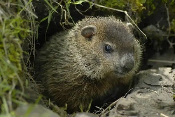 La marmota sale de su agujero