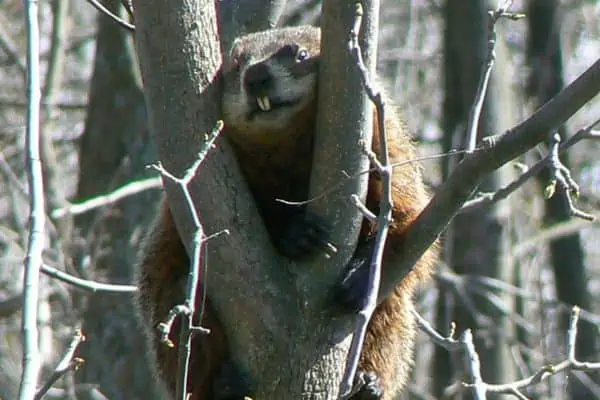 Marmota en rama de árbol