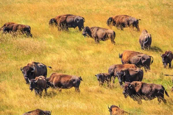 Bisonte en el Parque Nacional Bandlands