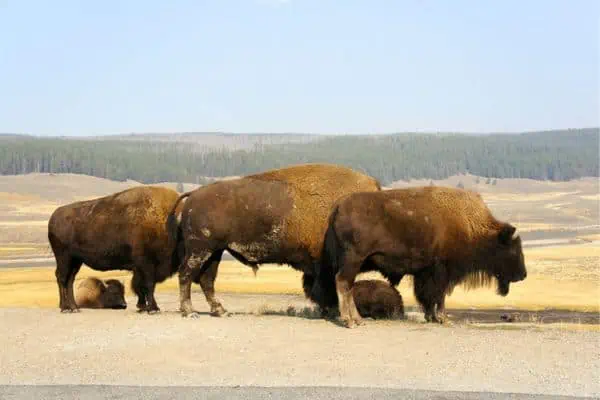 Bisonte en la pradera de Yellowstone