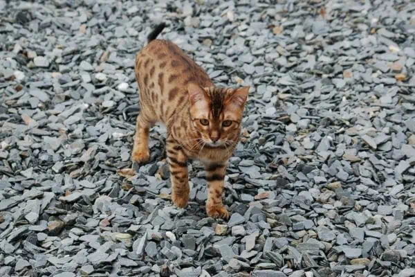 gato bengala
