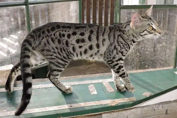 gato de la sabana