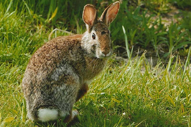 Conejo blanco del este