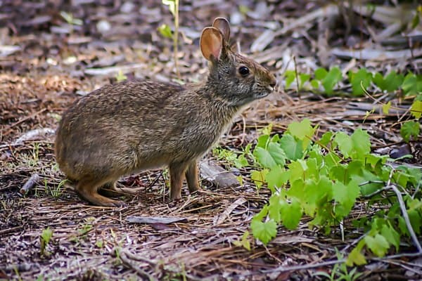 Conejo de pantano en la vida silvestre