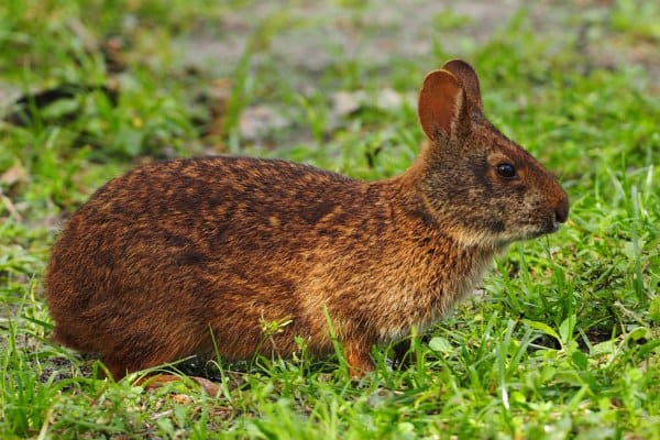 Conejo de pantano en pastizales