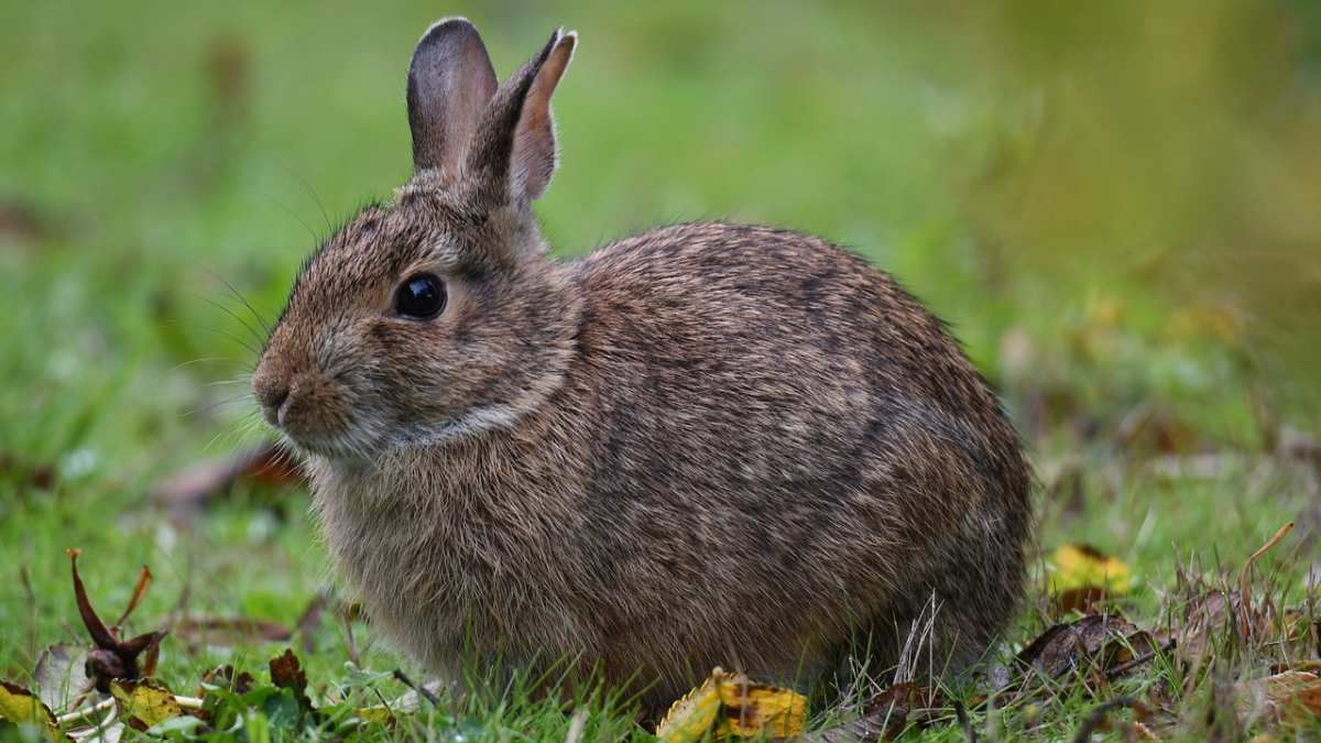 3 Tipos De Conejos en Carolina Del Norte (imágenes, Hechos)