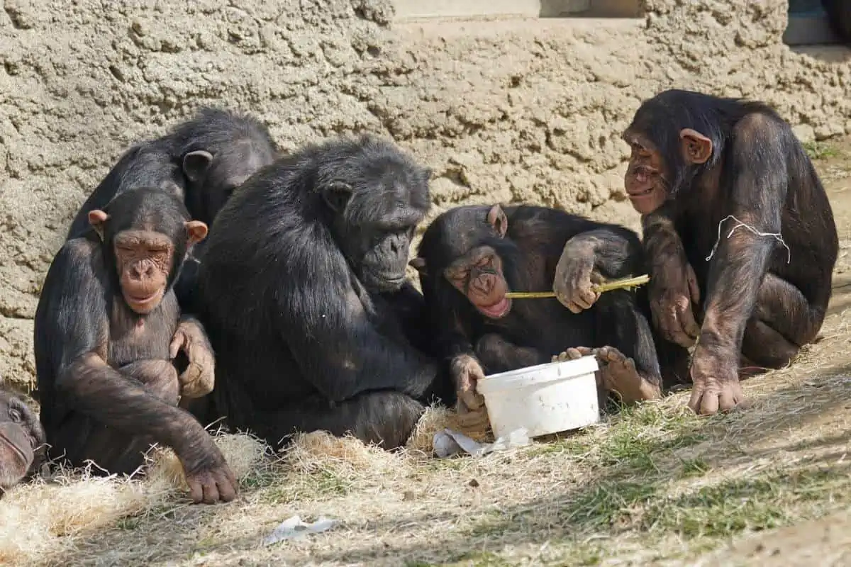 Chimpancés adultos y jóvenes