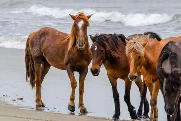 Caballos salvajes en Corolla