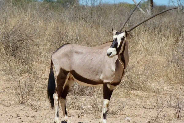 Gemsbok