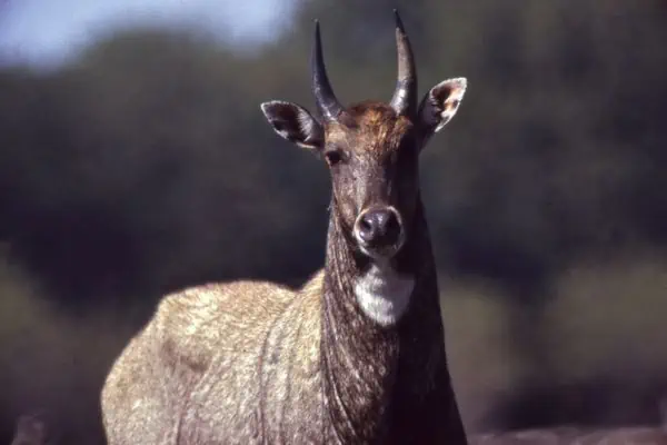 Nilgai