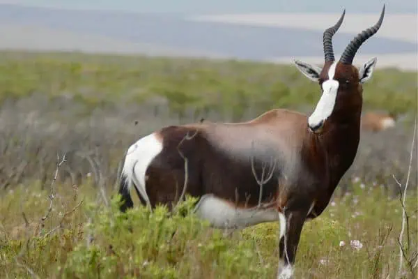 bontebok