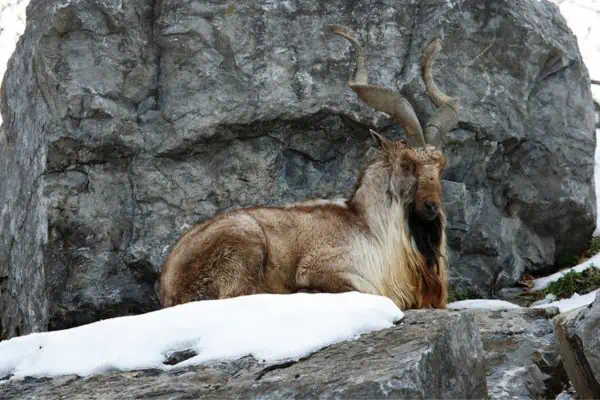 Markhor descansando