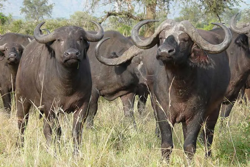 búfalo del cabo