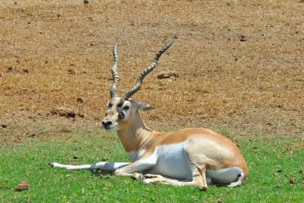 Antílope descansando