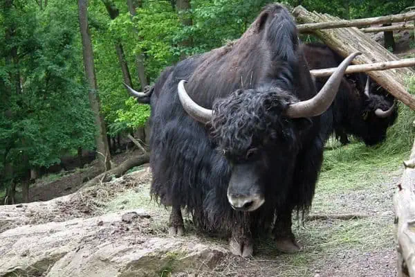 yak salvaje