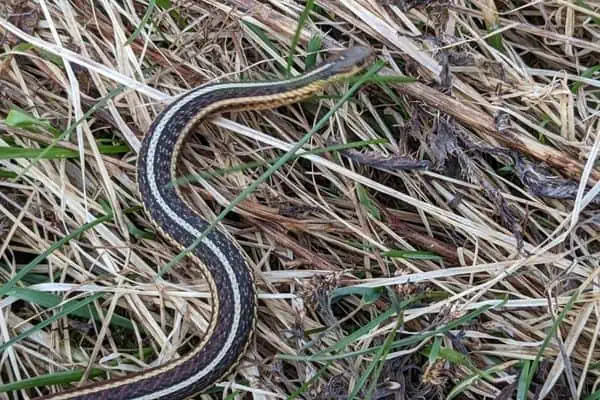 Serpiente de liga de mayordomo