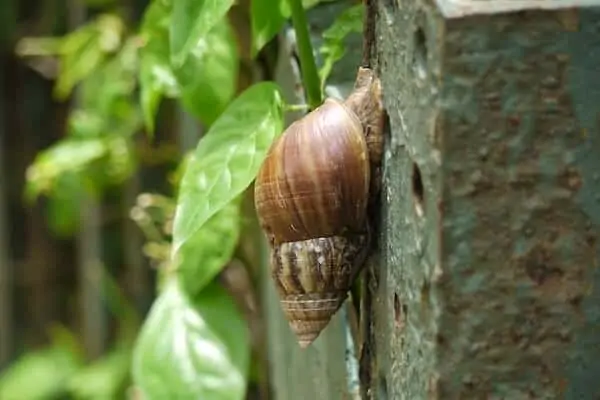 Caracol terrestre gigante africano