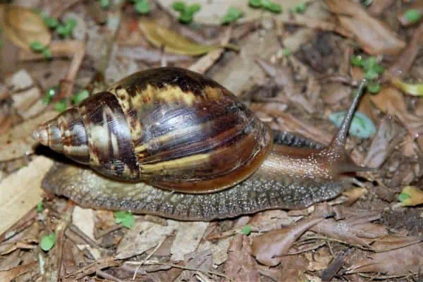 Caracol terrestre gigante africano arrastrándose