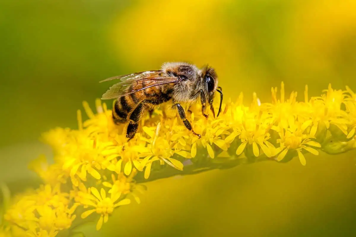 abeja occidental