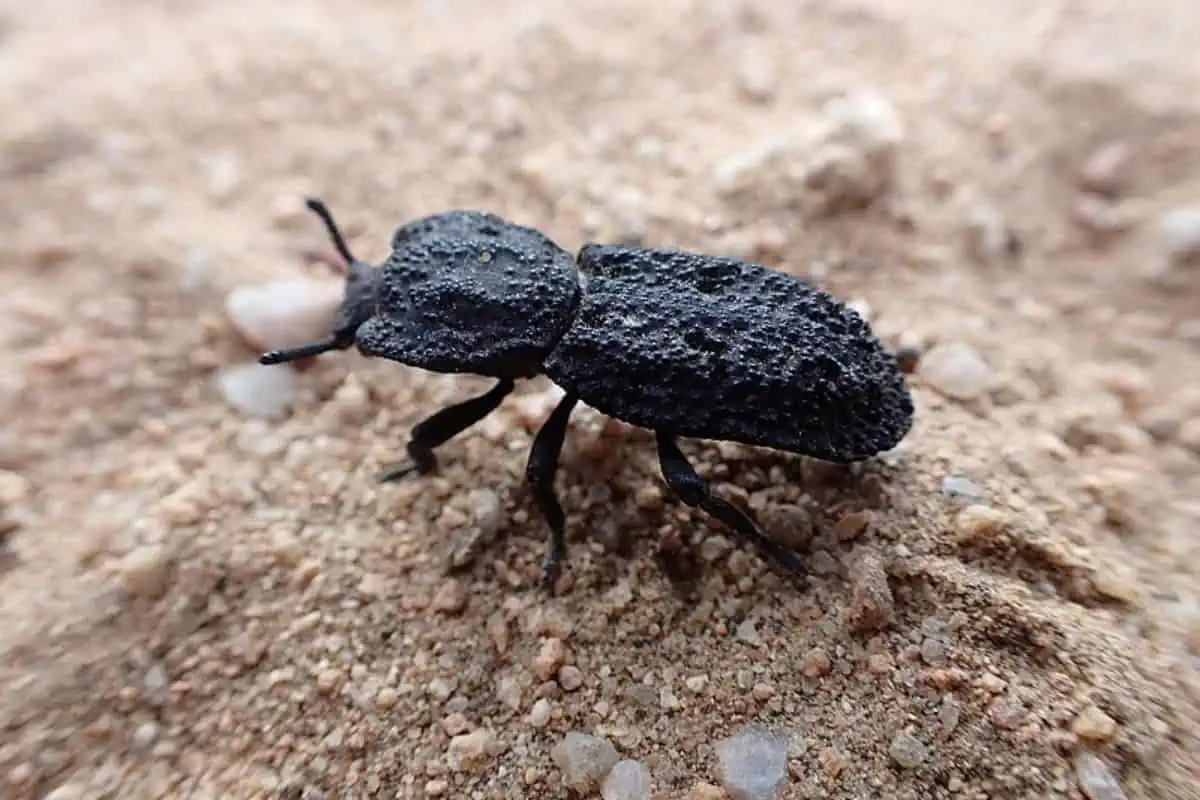 Escarabajo acorazado diabólico