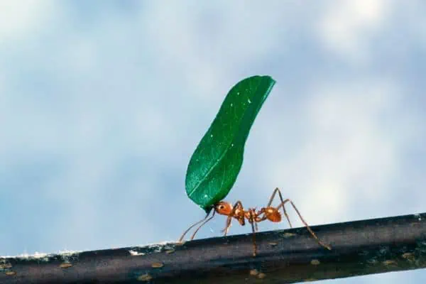 hormiga cortadora de hojas