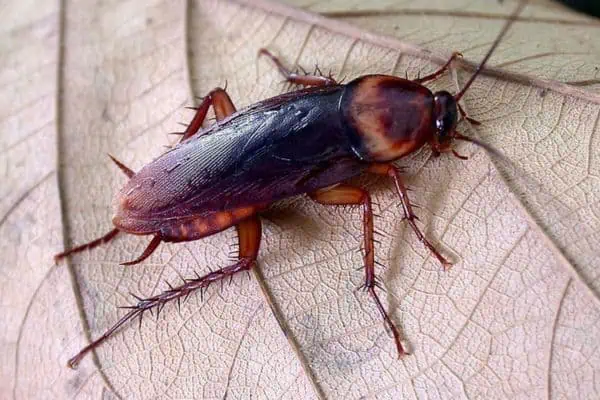 cucaracha americana