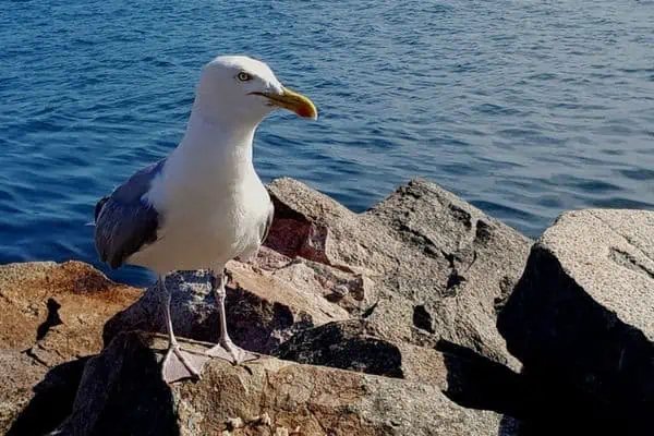 Gaviota argéntea europea sobre roca