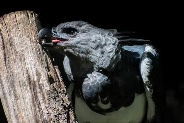 Águila arpía