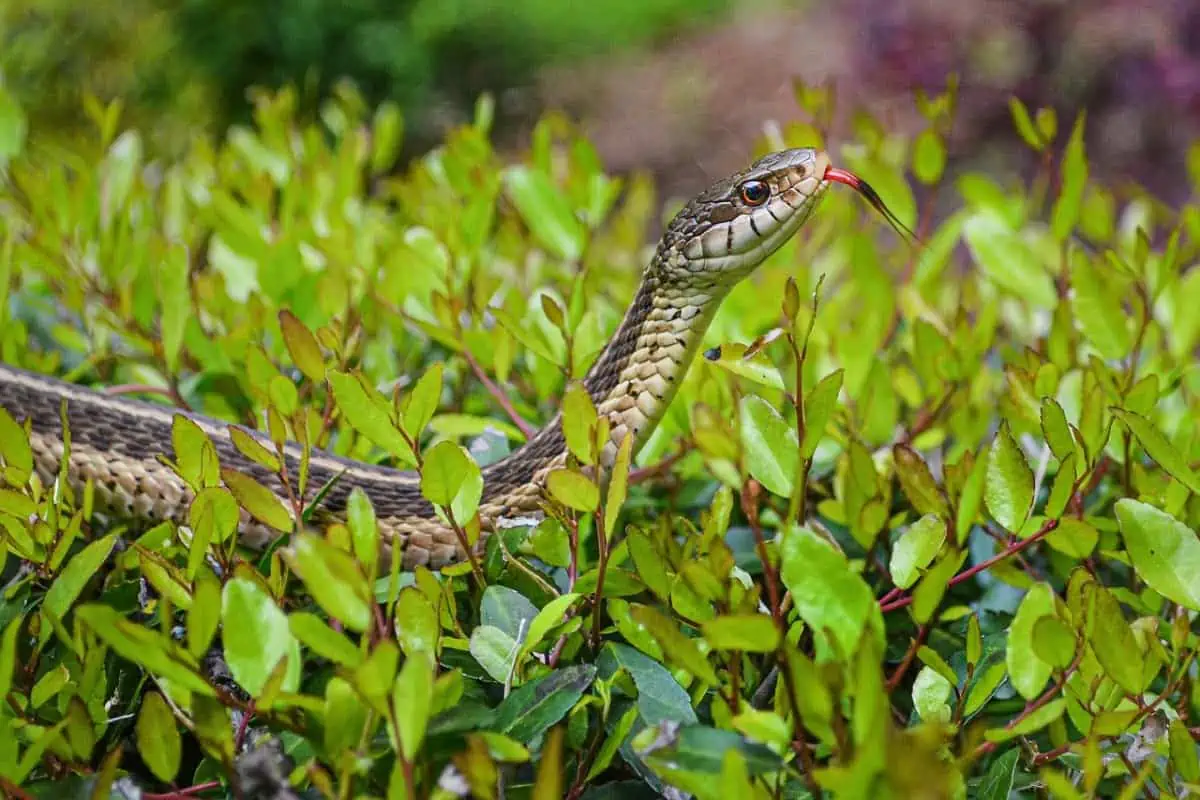 Serpiente de liga en plantas