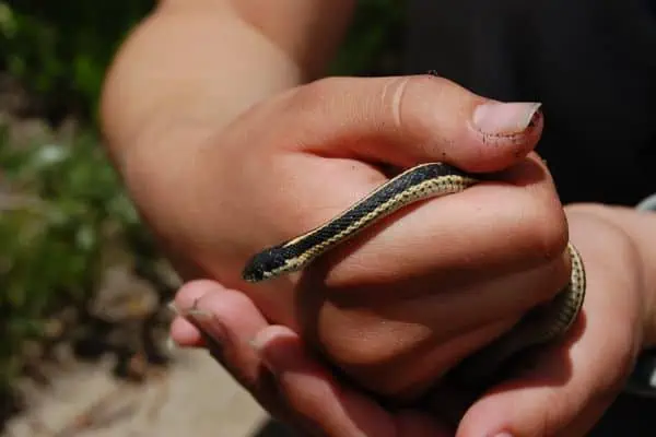 Serpiente de liga capturada