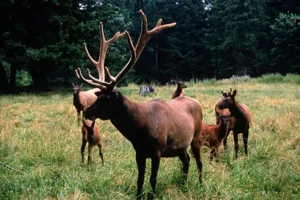 Grupo de alces de Roosevelt